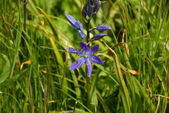 Camassia