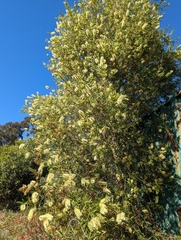Melaleuca salicina