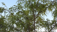 Robinia pseudoacacia