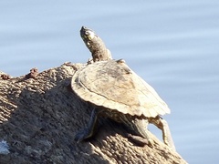 Graptemys ouachitensis