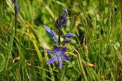 Camassia