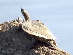 Graptemys ouachitensis