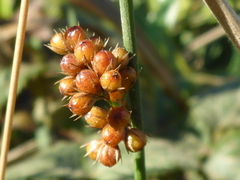 Juncus patens