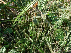 Juncus patens