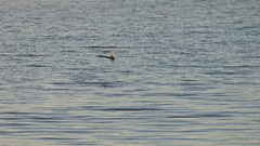 Nycticorax nycticorax