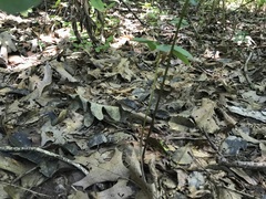 Isotria verticillata