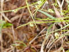 Isolepis levynsiana