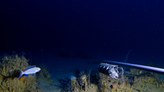 Slender Threadfin Bream photo 3