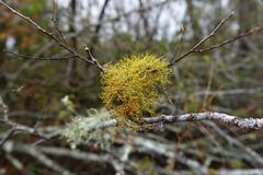 Teloschistes chrysophthalmus