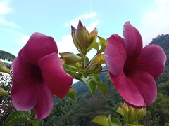 Allamanda