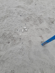 Haematopus palliatus