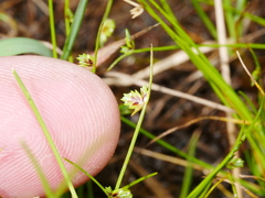 Isolepis levynsiana