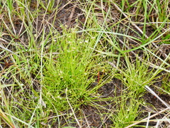 Isolepis levynsiana
