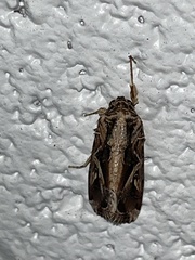 Spodoptera dolichos