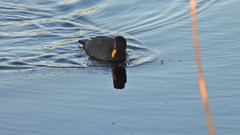 Fulica rufifrons