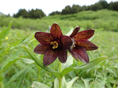 Fritillaria camschatcensis