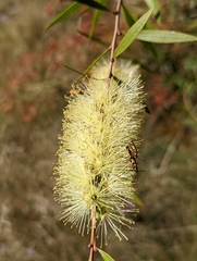 Melaleuca salicina