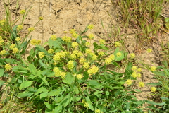 Lomatium nudicaule