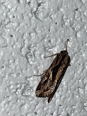 Spodoptera dolichos