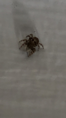 Pseudeuophrys erratica