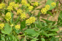 Lomatium nudicaule