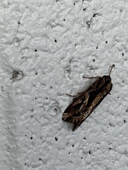Spodoptera dolichos