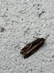 Spodoptera dolichos