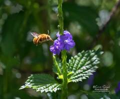 Amegilla bombiformis