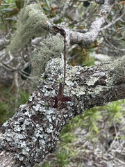 Polystachya mauritiana