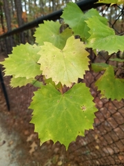 Vitis rotundifolia