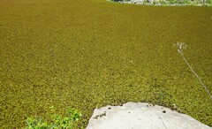 Salvinia