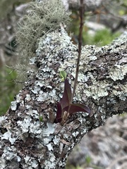 Polystachya mauritiana