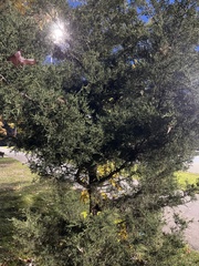 Cupressus