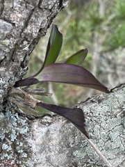 Polystachya mauritiana