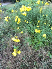 Helianthus angustifolius