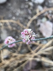 Eriogonum kennedyi