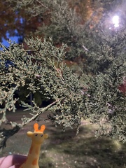 Cupressus