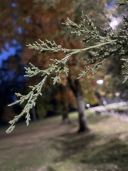 Cupressus