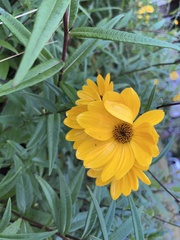 Helianthus angustifolius