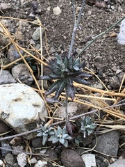 Eriogonum kennedyi