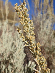 Artemisia tridentata