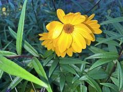Helianthus angustifolius