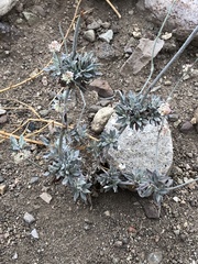 Eriogonum kennedyi