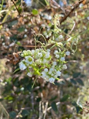 Cyclanthera