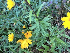 Helianthus angustifolius