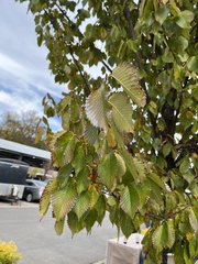 Ulmus rubra