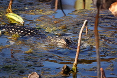 Teloschistes chrysophthalmus