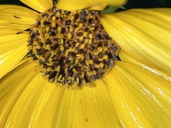 Helianthus angustifolius