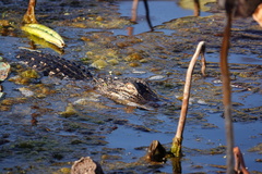 Teloschistes chrysophthalmus