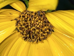 Helianthus angustifolius